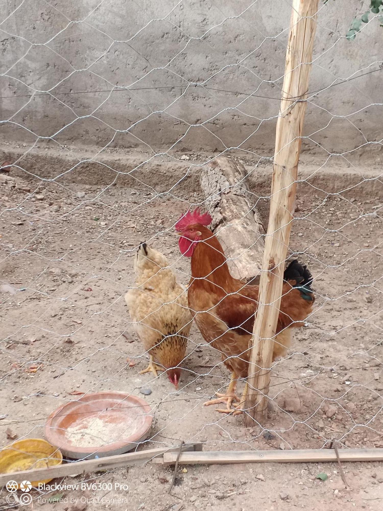 Les Delices D Aya Daire Tahanaout Dış mekan fotoğraf